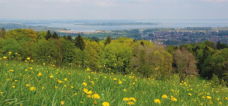 Sommerwiese Berg