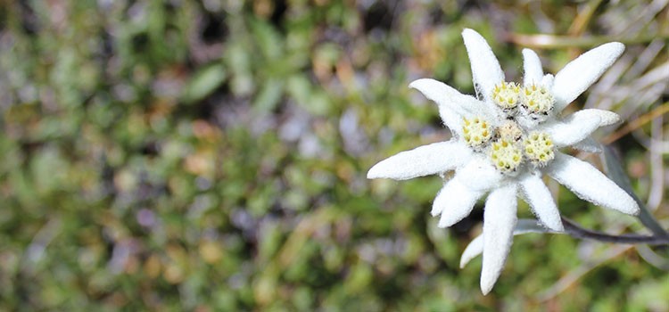 Gstemeinungen-Edelweiss